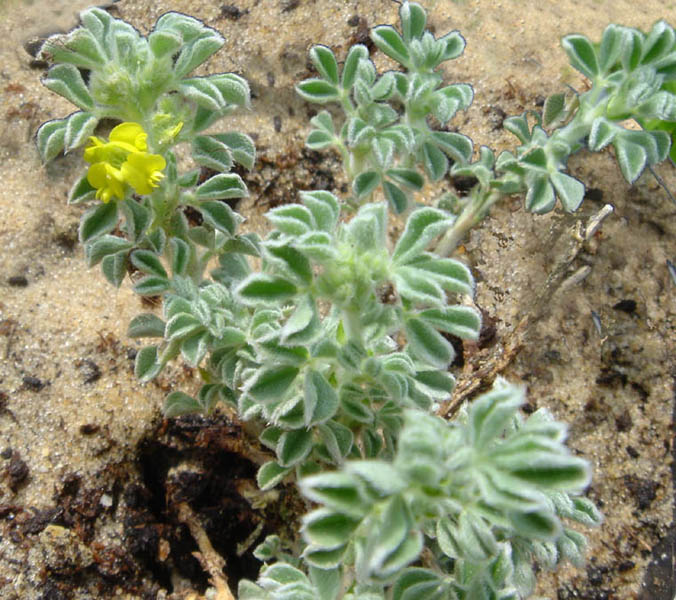 Medicago marina photo